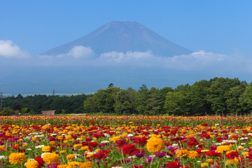 山梨県　花の都公園の百日草とひまわり