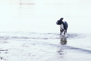 Boston terrier in the water standing