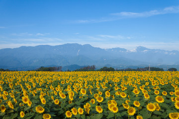 山梨県　明野のひまわり畑