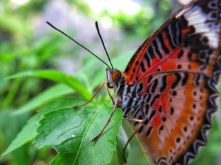 Obraz premium Butterfly in its habitat