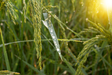 Closeup of rice spike in Paddy field on autumn