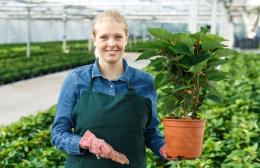 Obraz premium Young woman gardener in gloves working with euphorbia pulcherrima in pots
