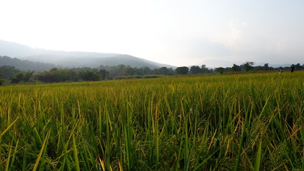 green rice field on countryside