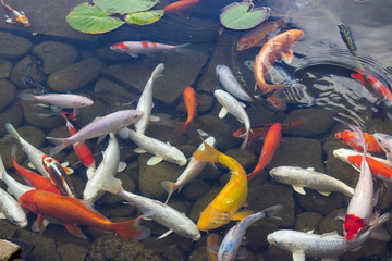 Koi Carp Fish swims among water lily in the water