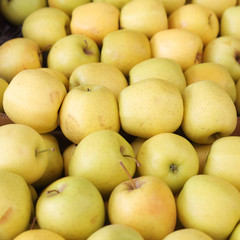 Bright yellow apples
