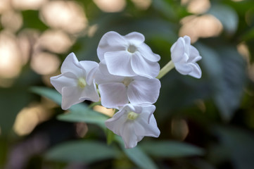 Garden phlox beautiful flowering plant, white flowers in bloom
