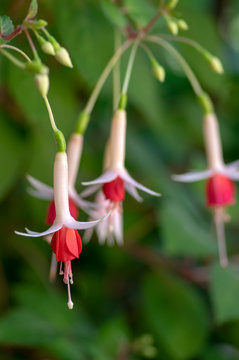Fuchsia hybrida celia smedley white red flowering plant, group of beautiful ornamental pot flowers in bloom
