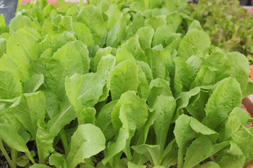 Fototapeta premium Bright green salad