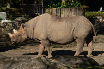 Fototapeta premium サイ