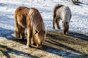 Two little red pony with white mane  standing and eating in the snow. Two horses eating in winter.