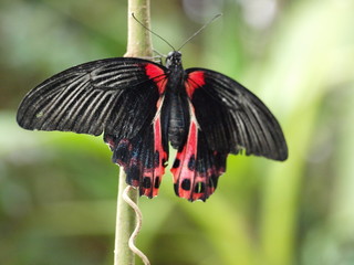Schmetterling
