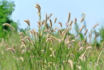 Low Angle View of Fresh Palea Plants in Green Field Against Clear Blue Sky