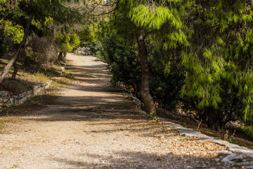 soft focus empty trail in park suburb nature environment 