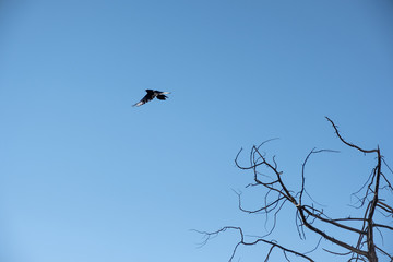 Small bird flying flutter on blue sky