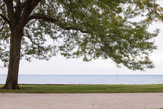 Overhanging tree next to path alongside Lake Michigan in Chicago