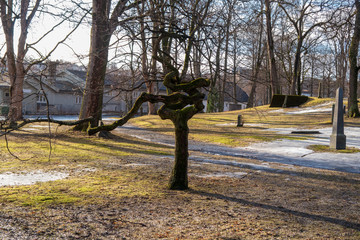 Twisted Tree at the Trondheim Church yard