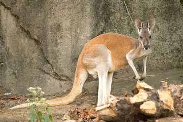Naklejka na ściany i meble Kangaroo in captivity stands on hind legs side to camera