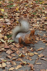 Squirrel in a park