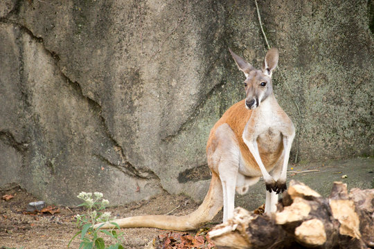 kangaroo in captivity standing on hind legs direct front view with tail