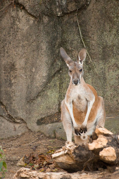 Cute kangaroo in captivity stares at camera standing on hind legs with stone wall in back