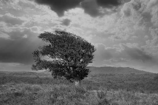 abstract black and white landscape with lonely tree