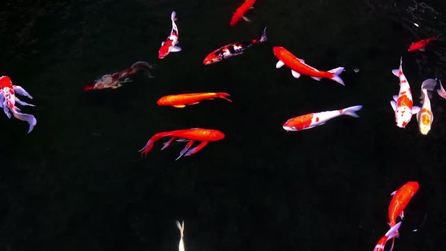 Animals Koi, Fancy carps fish are swimming in water