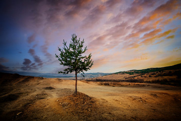 Dramatic colorful sunset above alone pine tree. Red and yellow autumn leaves. Bulgarian mountains. Beauty world. HDR scene