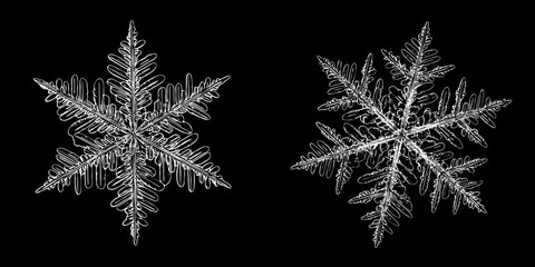 Two snowflakes isolated on black background. This illustration based on macro photo of real snow crystals: elegant stellar dendrites with hexagonal symmetry, complex shapes and ornate arms.