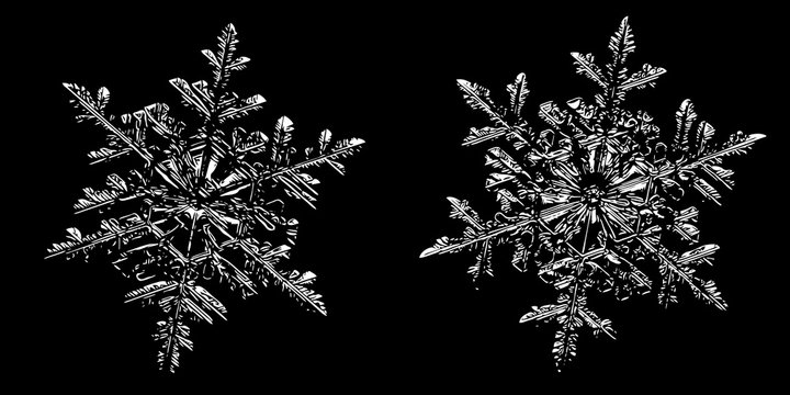 Two snowflakes on black background. This illustration based on macro photo of real snow crystals: small stellar dendrites with hexagonal symmetry, ornate shape and thin, elegant arms.