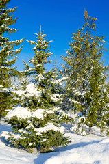 pine with snow