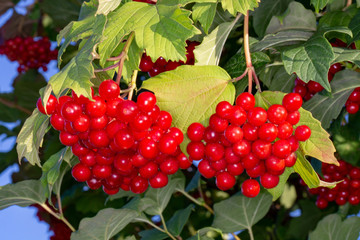 Bright red bunches of viburnum berries