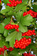 Bright red bunches of viburnum berries