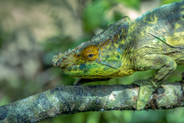 A chameleon species that is endemic to wild nature Madagascar