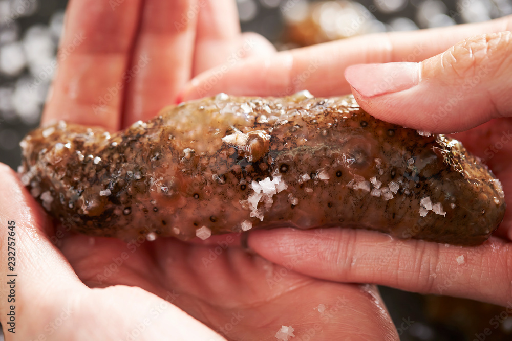 Wall mural fresh sea cucumber