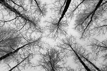 Fototapeta premium black and white trees silhouettes