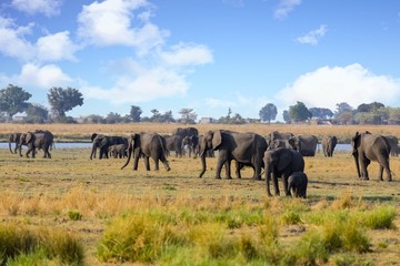 Fototapeta na wymiar Elefantenherde im Chobe-Nationalpark