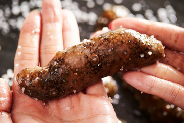 Fresh sea cucumber 