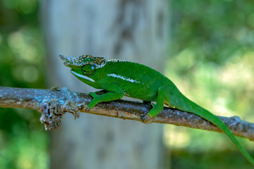 A chameleon species that is endemic to wild nature Madagascar
