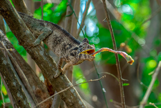 Chameleon hunts insects in the wild nature of Madagascar