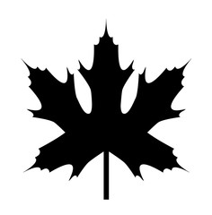 maple leaf. vector icon
