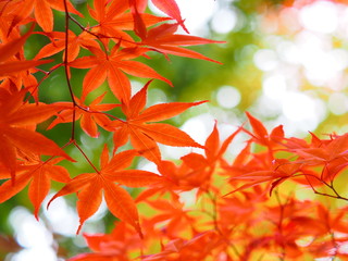 北海道の紅葉 美しいもみじと玉ボケ