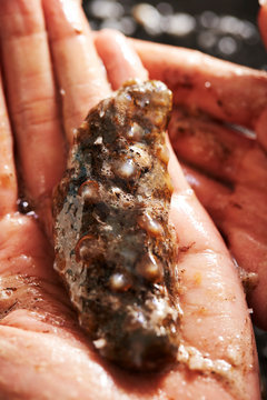 Fresh sea cucumber 