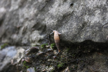 Snails on the rocks in the ancient city