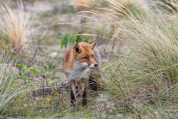  Fox in the Dutch dunes