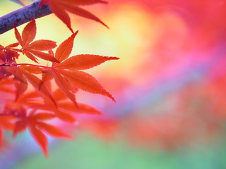 真っ赤なもみじの風景