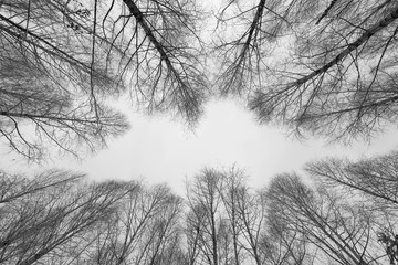 black and white trees silhouettes