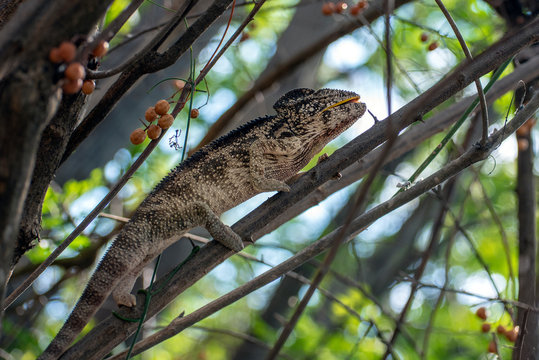 A chameleon species that is endemic to wild nature Madagascar