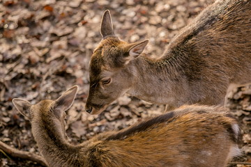 Female of brown reddish european fallow deer and young offspring, blurry background with dry leaves on ground, sunny autumn day in a game park