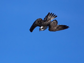 Osprey (Pandion haliaetus)