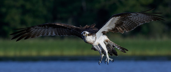 Osprey (Pandion haliaetus)